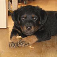Beauceron Bailey