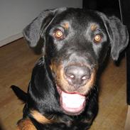 Beauceron Bailey