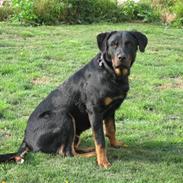 Beauceron Bailey