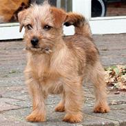 Norfolk terrier Allright Acapulco Dream
