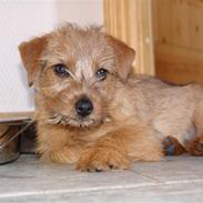 Norfolk terrier Allright Acapulco Dream