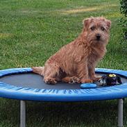 Norfolk terrier Allright Acapulco Dream