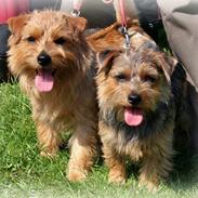 Norfolk terrier Allright Acapulco Dream