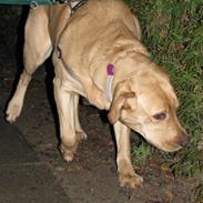 Labrador retriever Lana