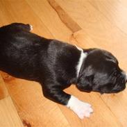 Staffordshire bull terrier Xena