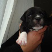 Staffordshire bull terrier Xena