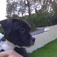 Staffordshire bull terrier Xena