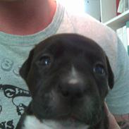 Staffordshire bull terrier Xena