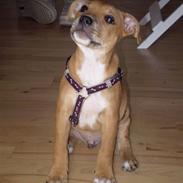 Staffordshire bull terrier Tiesto (Skrubbe)