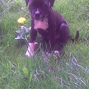 Staffordshire bull terrier Xena