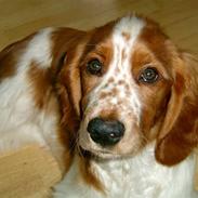 Welsh springer spaniel Enya