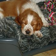 Welsh springer spaniel Enya