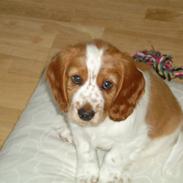 Welsh springer spaniel Enya