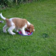 Welsh springer spaniel Enya