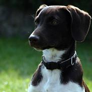 Blanding af racer bundi