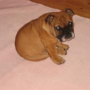 Engelsk bulldog Carlos