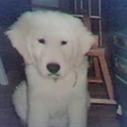 Golden retriever Golden Julius (Bamse) Død