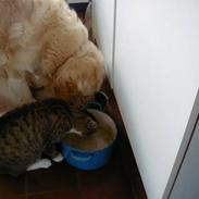 Golden retriever Golden Julius (Bamse) Død