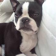 Boston terrier Tim