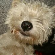 West highland white terrier Abraham Lincoln