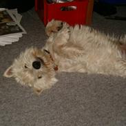 West highland white terrier Abraham Lincoln