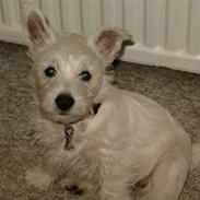 West highland white terrier Abraham Lincoln