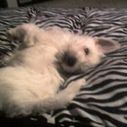 West highland white terrier Abraham Lincoln