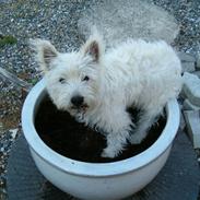 West highland white terrier Abraham Lincoln