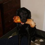 Labrador retriever Conrad <3