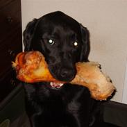 Labrador retriever Conrad <3