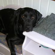 Labrador retriever Conrad <3