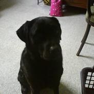 Labrador retriever Conrad <3