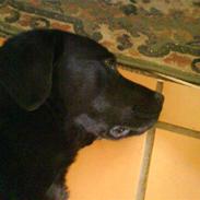 Labrador retriever Conrad <3