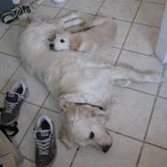 Golden retriever Zeus