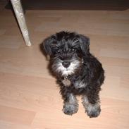 Dvaergschnauzer Mitzi