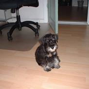 Dvaergschnauzer Mitzi