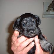 Dvaergschnauzer Mitzi