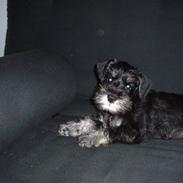 Dvaergschnauzer Mitzi