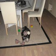 Dvaergschnauzer Mitzi