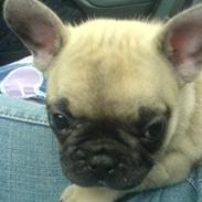 Fransk bulldog A'la'coccio's Xanto