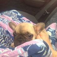 Fransk bulldog A'la'coccio's Xanto