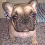 Fransk bulldog A'la'coccio's Xanto