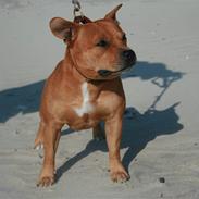 Staffordshire bull terrier Eddie