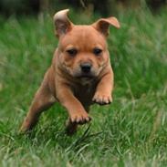 Staffordshire bull terrier Eddie