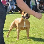 Staffordshire bull terrier Eddie