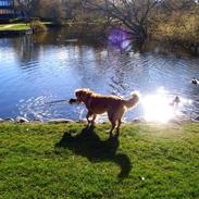 Nova scotia duck tolling retriever Shaggy Tollers Lyra