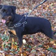 Rottweiler Xinkas Aida