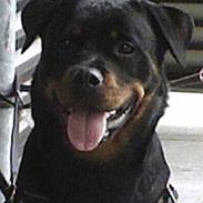Rottweiler Xinkas Aida