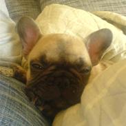 Fransk bulldog A'la'coccio's Xanto