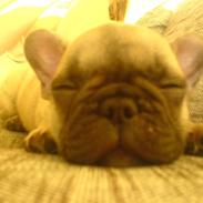 Fransk bulldog A'la'coccio's Xanto